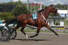 Trot Kronos 150529-3